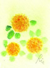 4月2日の誕生花と花言葉 キンセンカ 日本桜草 一年366日の花言葉と誕生花のイラストレーション
