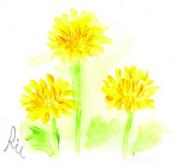 4月3日の誕生花と花言葉 タンポポ ジャスミン 一年366日の花言葉と誕生花のイラストレーション