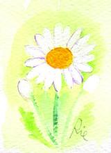 4月4日の誕生花と花言葉 マーガレット アセビ 一年366日の花言葉と誕生花のイラストレーション