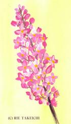 4月12日の誕生花と花言葉 ライラック ネメシア 一年366日の花言葉と誕生花のイラストレーション