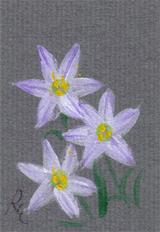 4月18日の誕生花と花言葉 ハナニラ ニゲラ 一年366日の花言葉と誕生花のイラストレーション