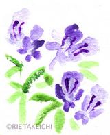 4月23日の誕生花と花言葉 ローズマリー アネモネ 一年366日の花言葉と誕生花のイラストレーション