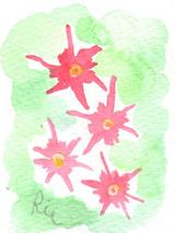 5月2日の誕生花と花言葉 フロックス シャクヤク 一年366日の花言葉と誕生花のイラストレーション