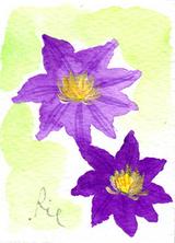 5月3日の誕生花と花言葉 クレマチス アゲラタム 一年366日の花言葉と誕生花のイラストレーション
