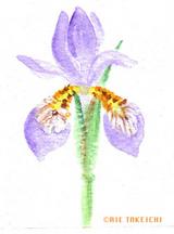 5月5日の誕生花と花言葉 アヤメ アザミ 一年366日の花言葉と誕生花のイラストレーション