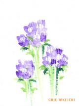 5月7日の誕生花と花言葉 スターチス リビングストンデージー 一年366日の花言葉と誕生花のイラストレーション