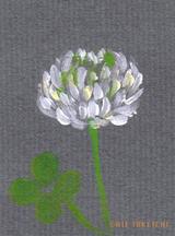 5月9日の誕生花と花言葉 シロツメクサ ハナミズキ 一年366日の花言葉と誕生花のイラストレーション