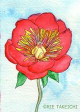 5月14日の誕生花と花言葉 シャクヤク アスチルベ 一年366日の花言葉と誕生花のイラストレーション