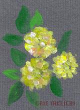 5月16日の誕生花と花言葉 モッコウバラ カンパニュラ メディウム 一年366日の花言葉と誕生花のイラストレーション