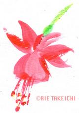 5月17日の誕生花と花言葉 フクシア 牡丹 一年366日の花言葉と誕生花のイラストレーション
