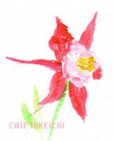 5月日の誕生花と花言葉 西洋オダマキ タイツリ草 一年366日の花言葉と誕生花のイラストレーション