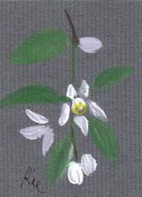 5月25日の誕生花と花言葉 ユズ フジ 一年366日の花言葉と誕生花のイラストレーション